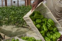 ABT cultivos tapados 18